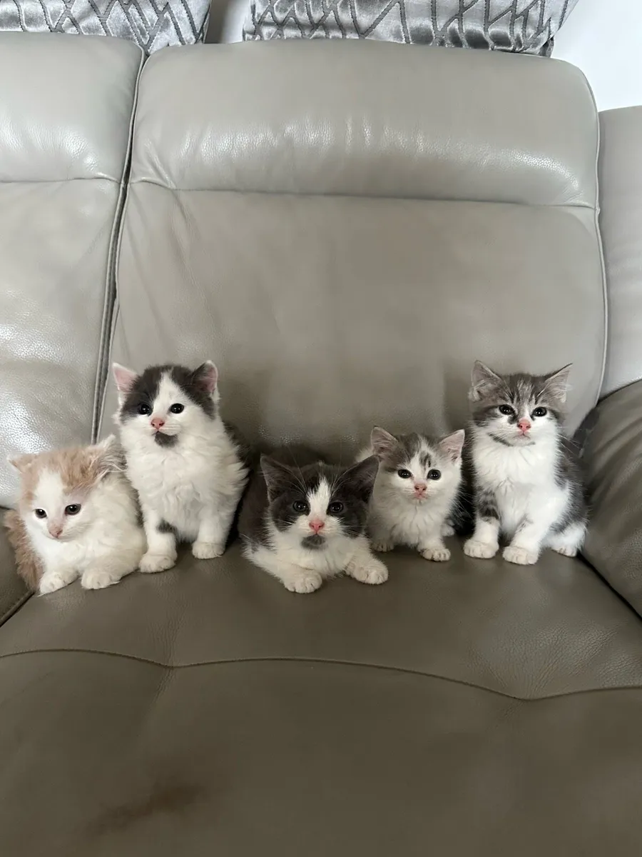 Kittens - Image 1