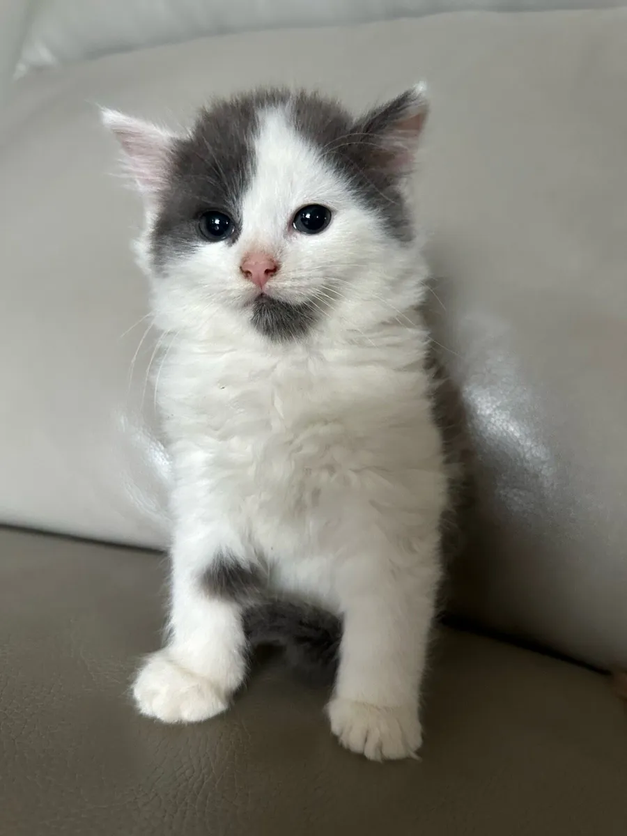Kittens - Image 2