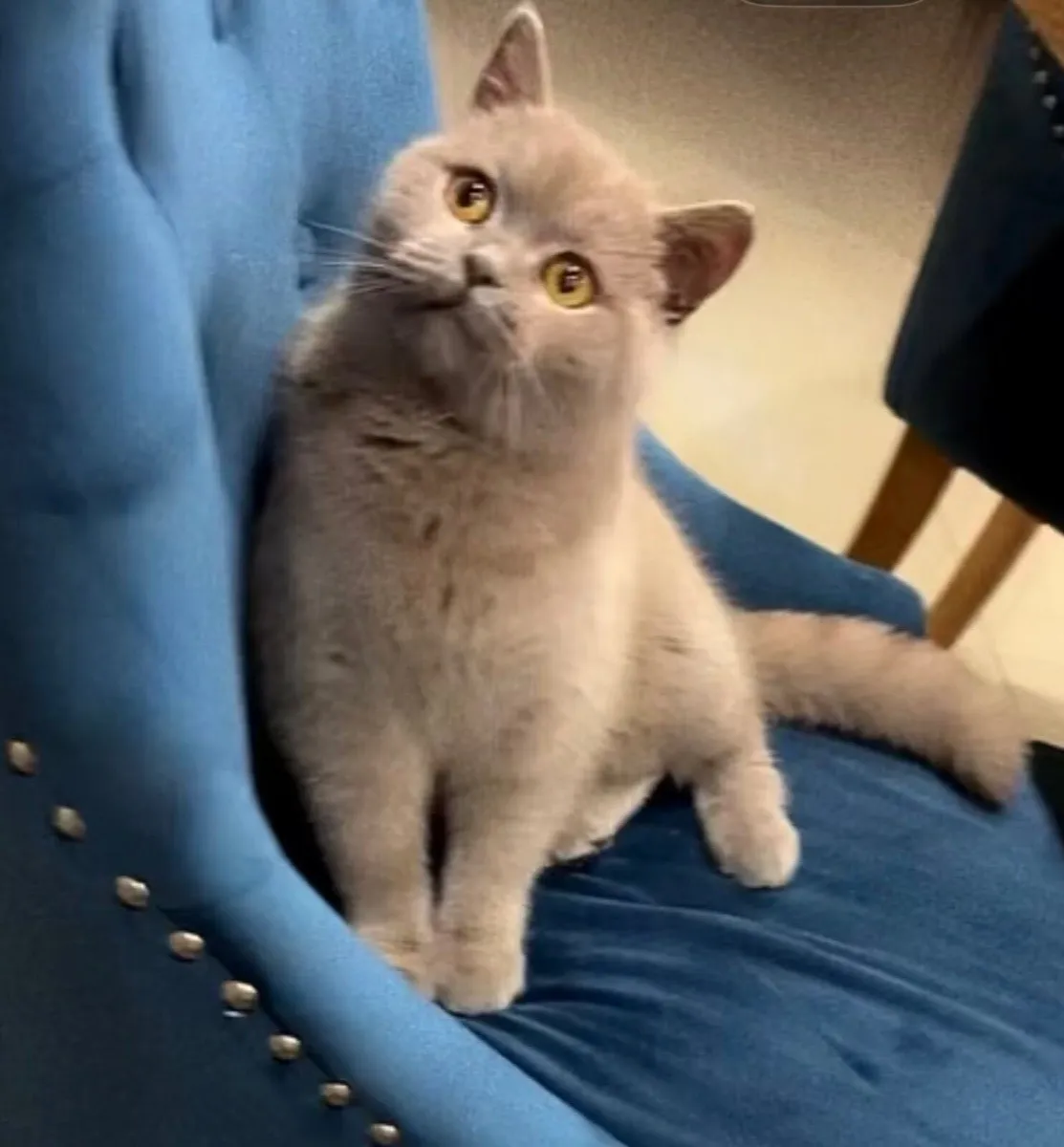 Female British shorthair Fawn colour - Image 1