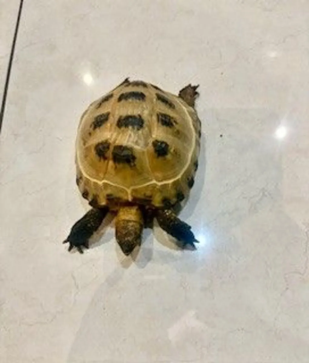 Tortoise - Image 3