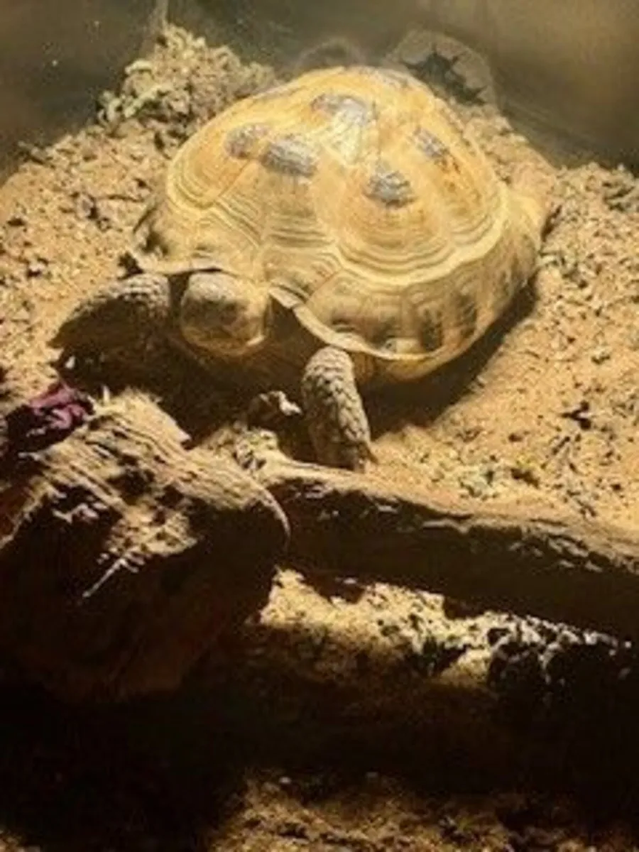 Tortoise - Image 4
