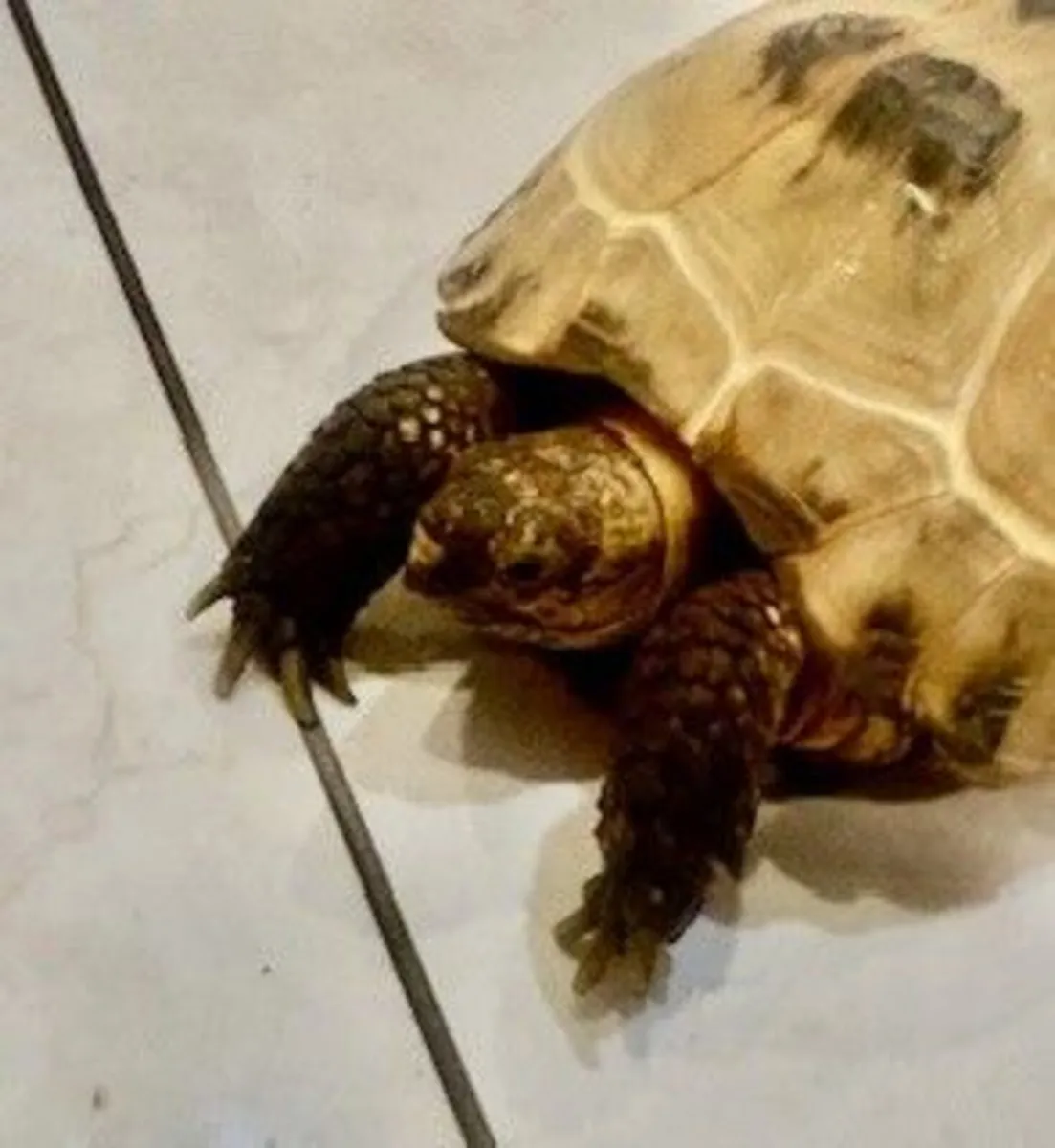 Tortoise - Image 2