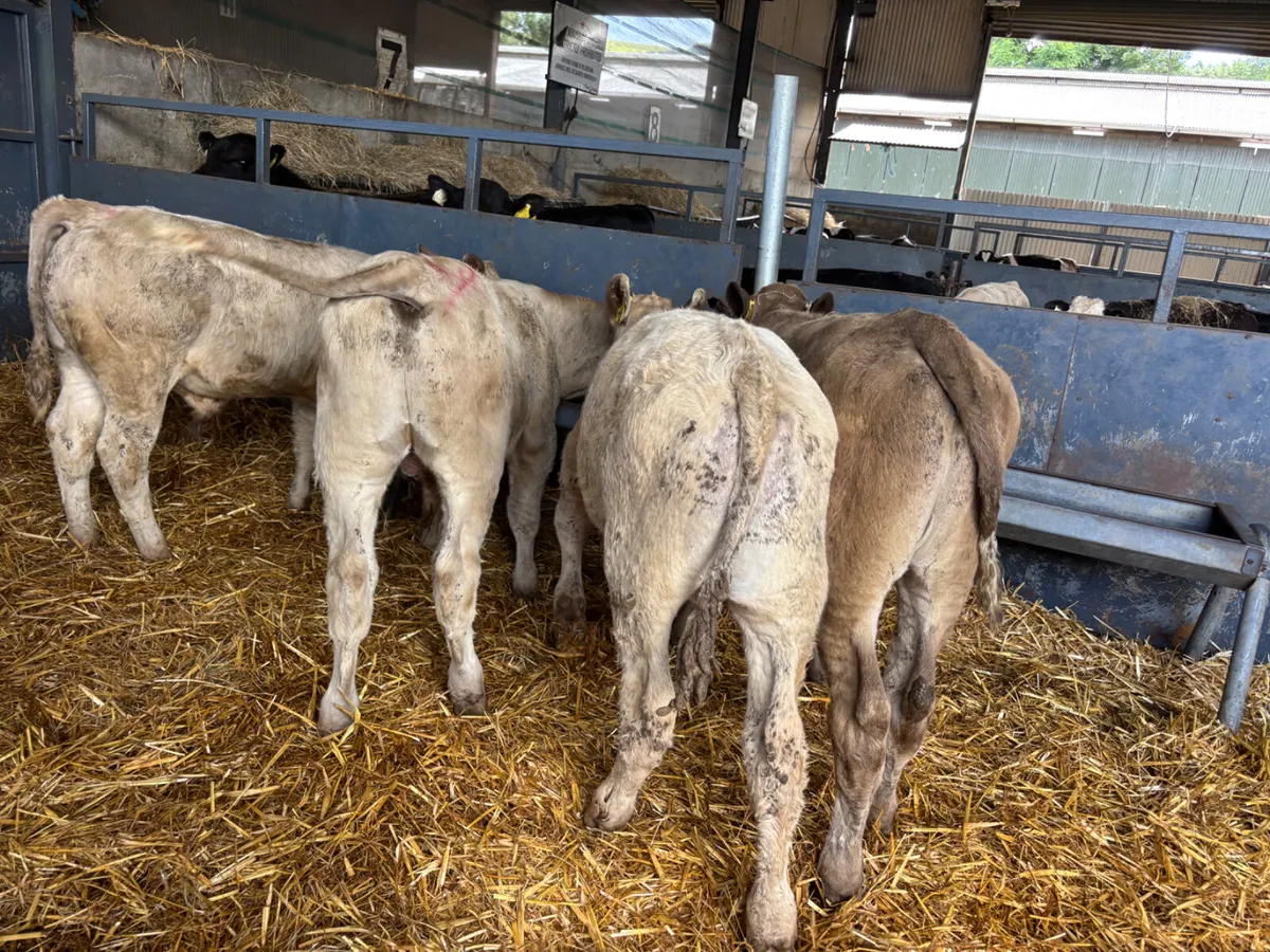 4 Charlois bull weanlings - Image 4