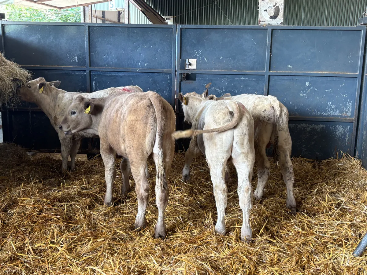 4 Charlois bull weanlings - Image 3