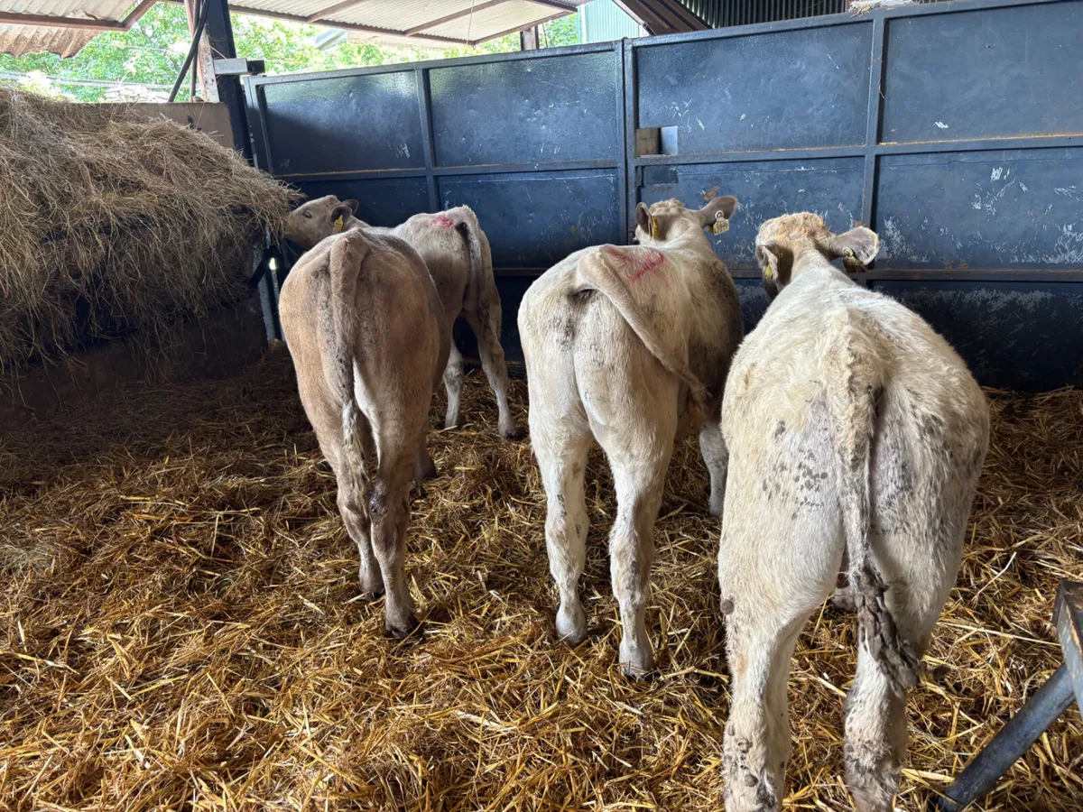 4 Charlois bull weanlings - Image 2