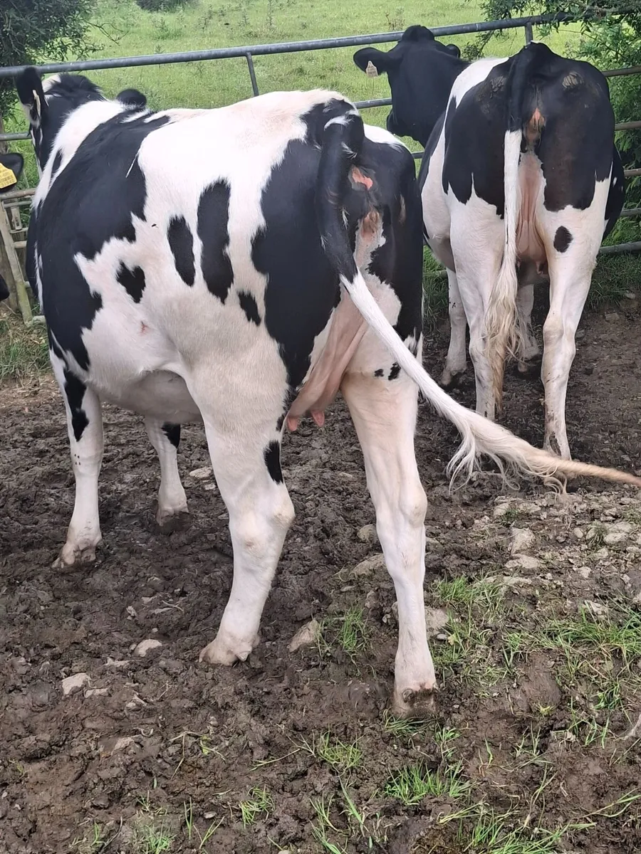 Springers for sale - Image 3