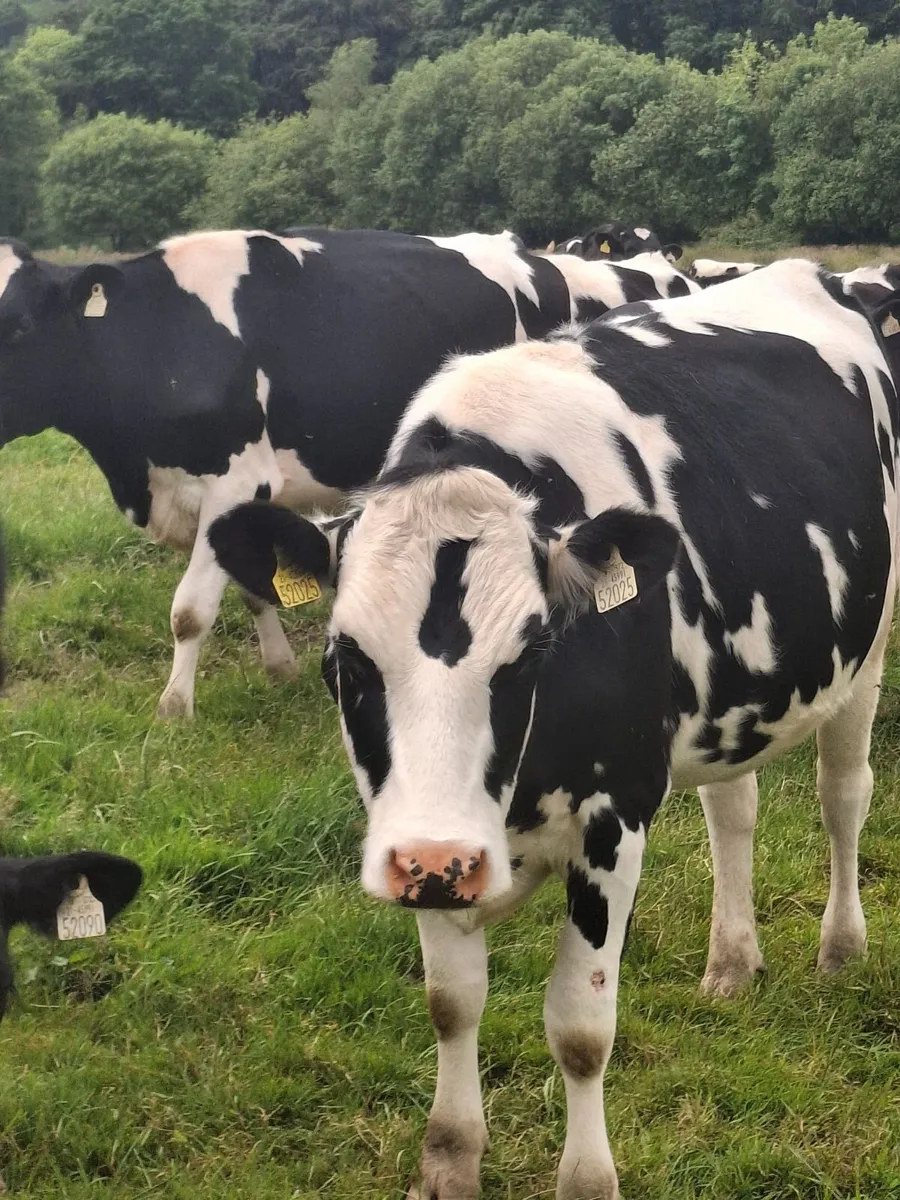 Springers for sale - Image 1