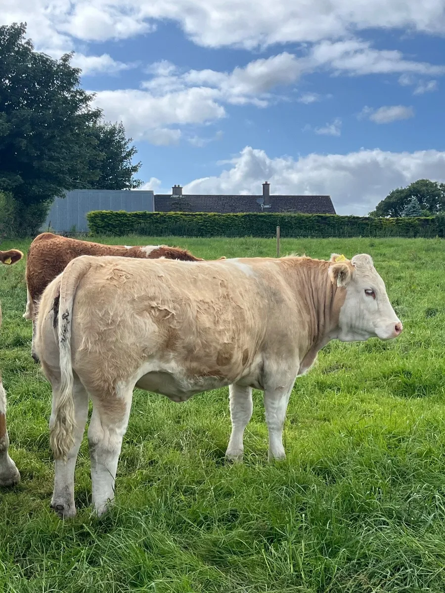 Pedigree Simmental heifer - Image 3