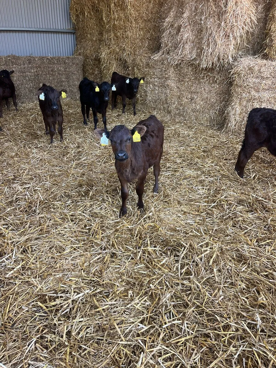 Calves - Image 2