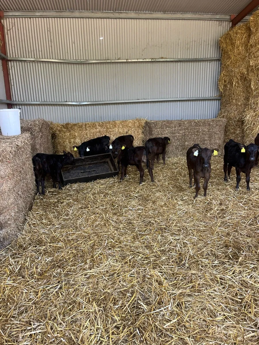 Calves - Image 1