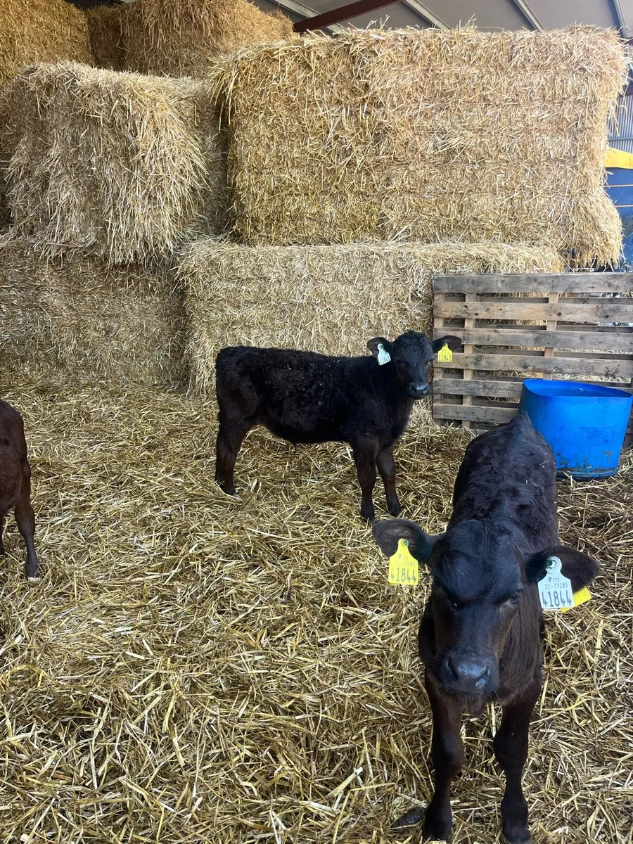 Calves - Image 4