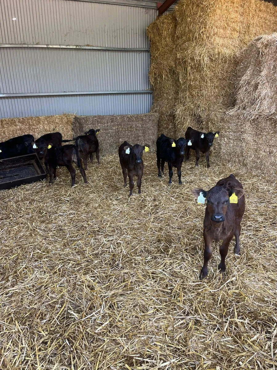 Calves - Image 3