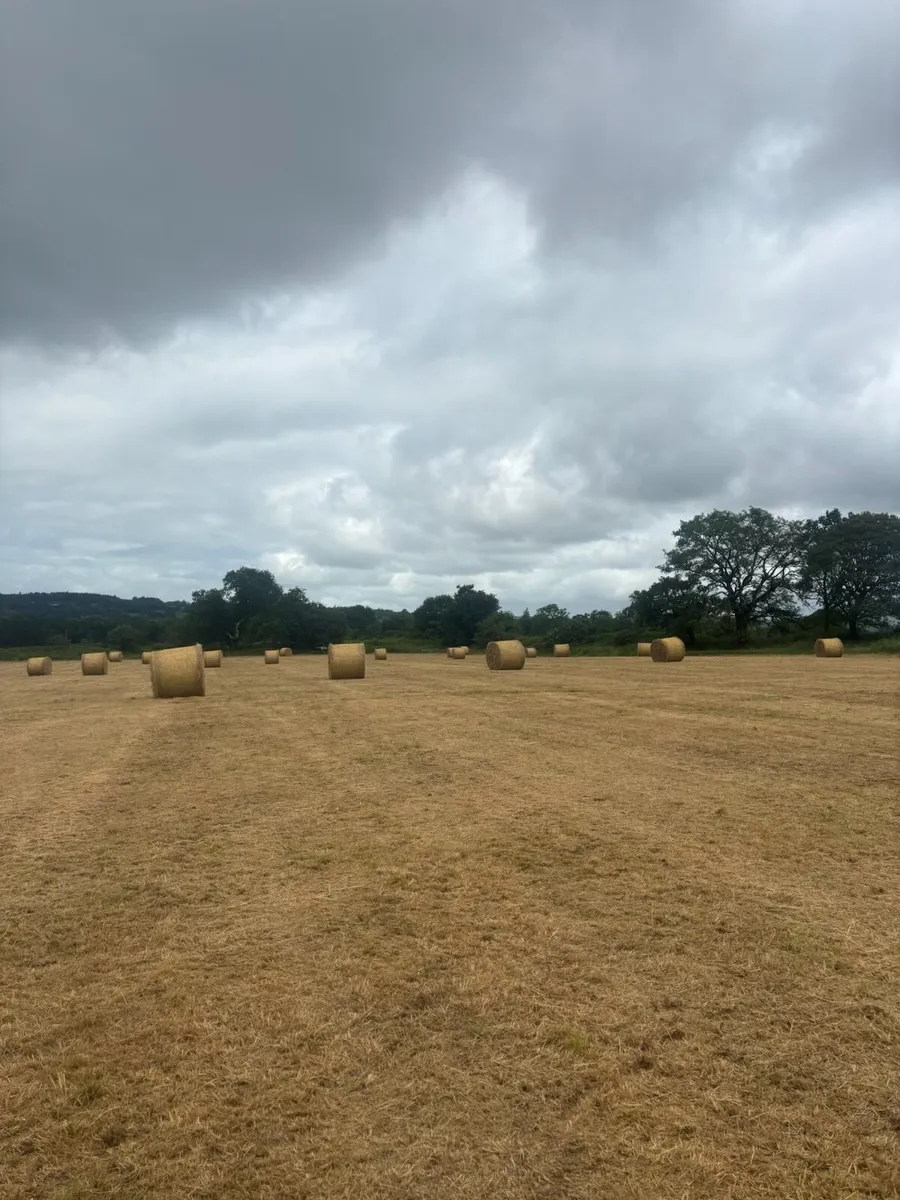 Hay - Image 1