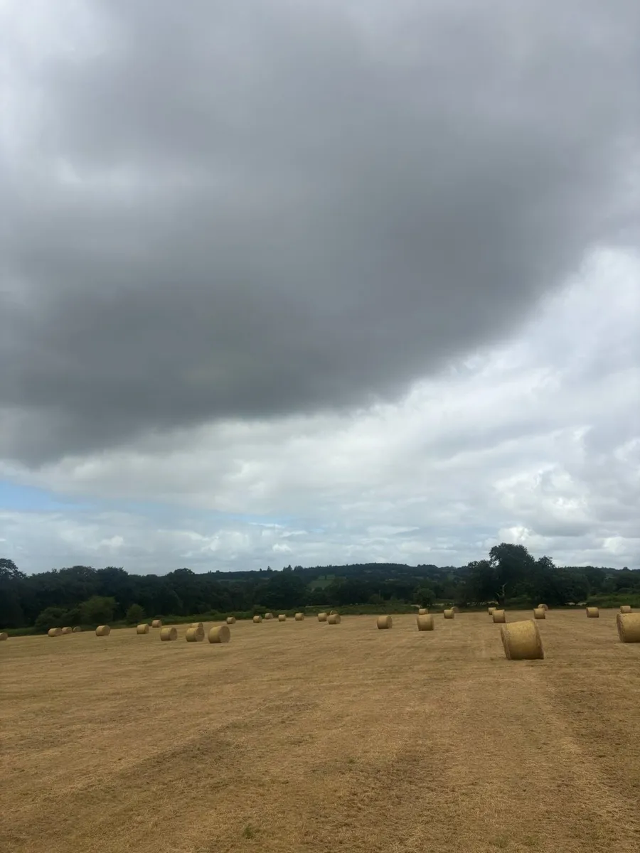 Hay - Image 2