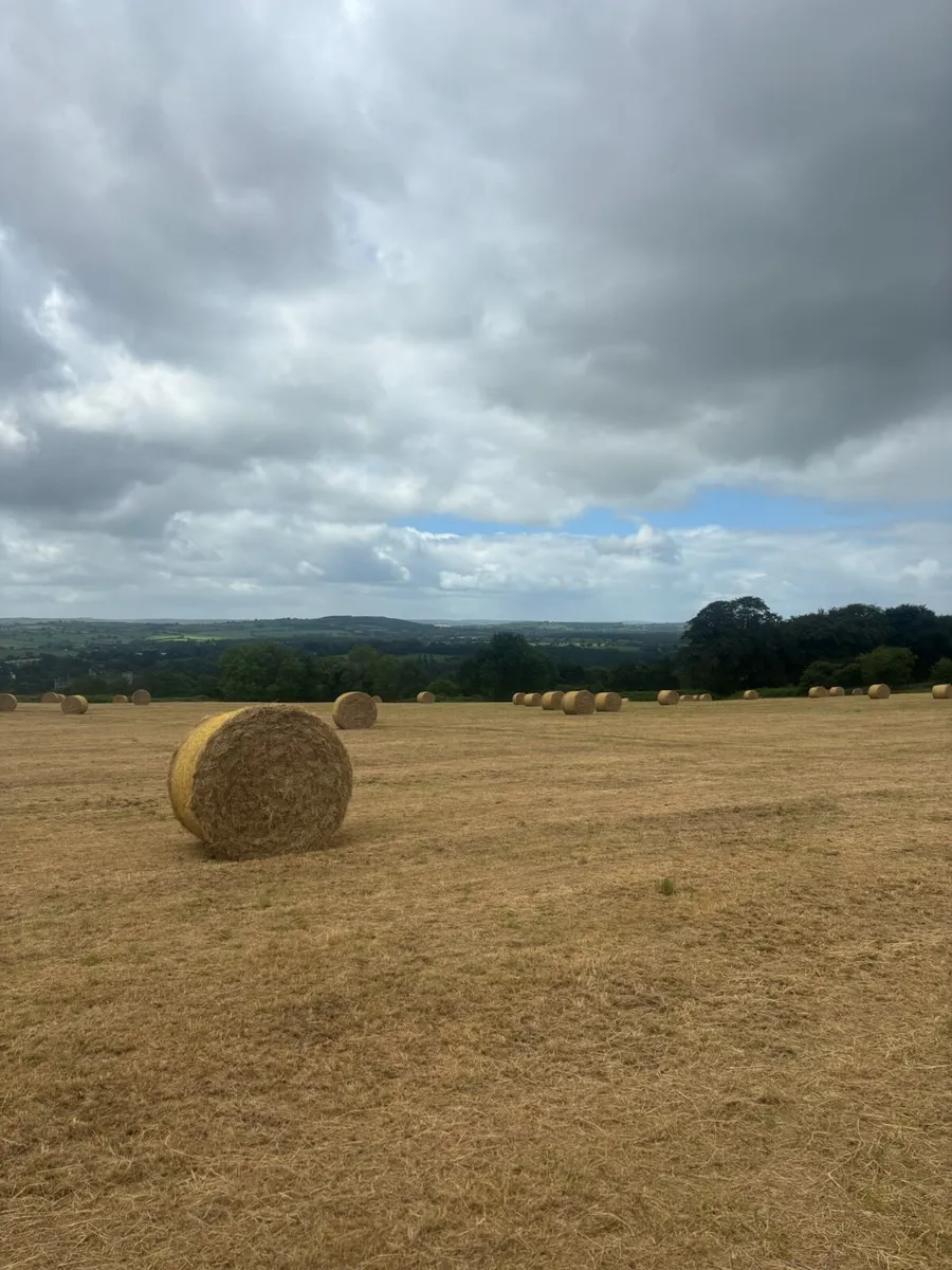 Hay - Image 3