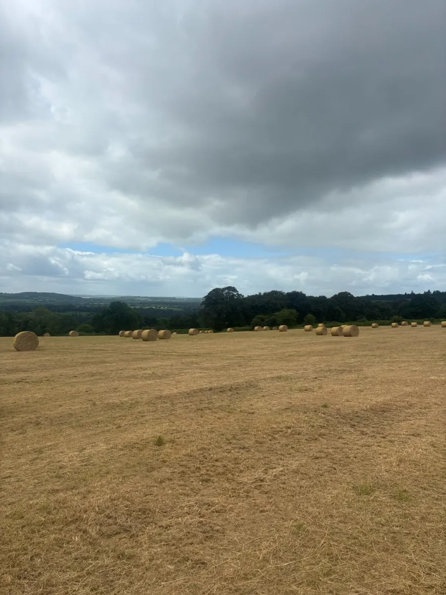 Hay - Image 4