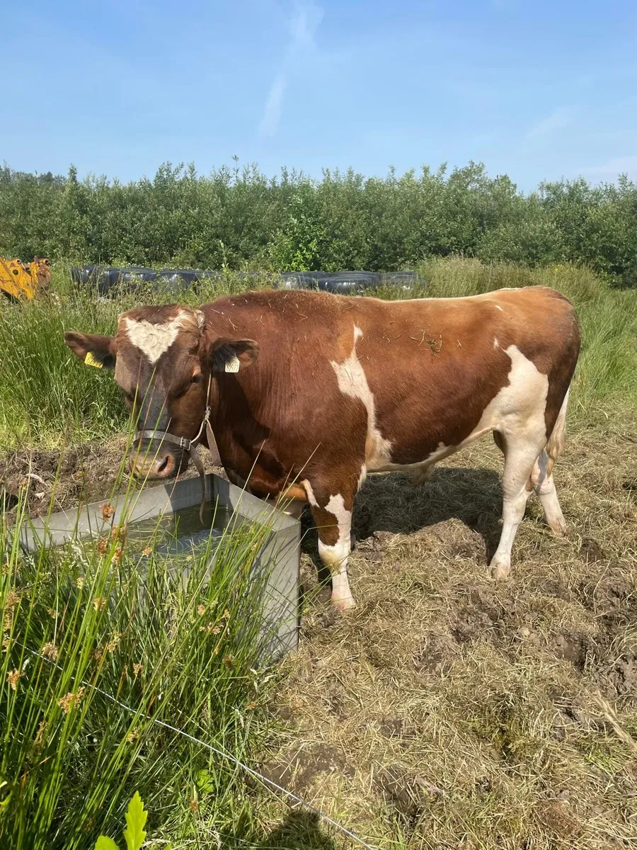 Teaser Bull