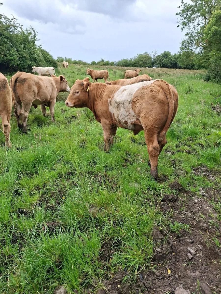 Charolais Bullocks - Image 1