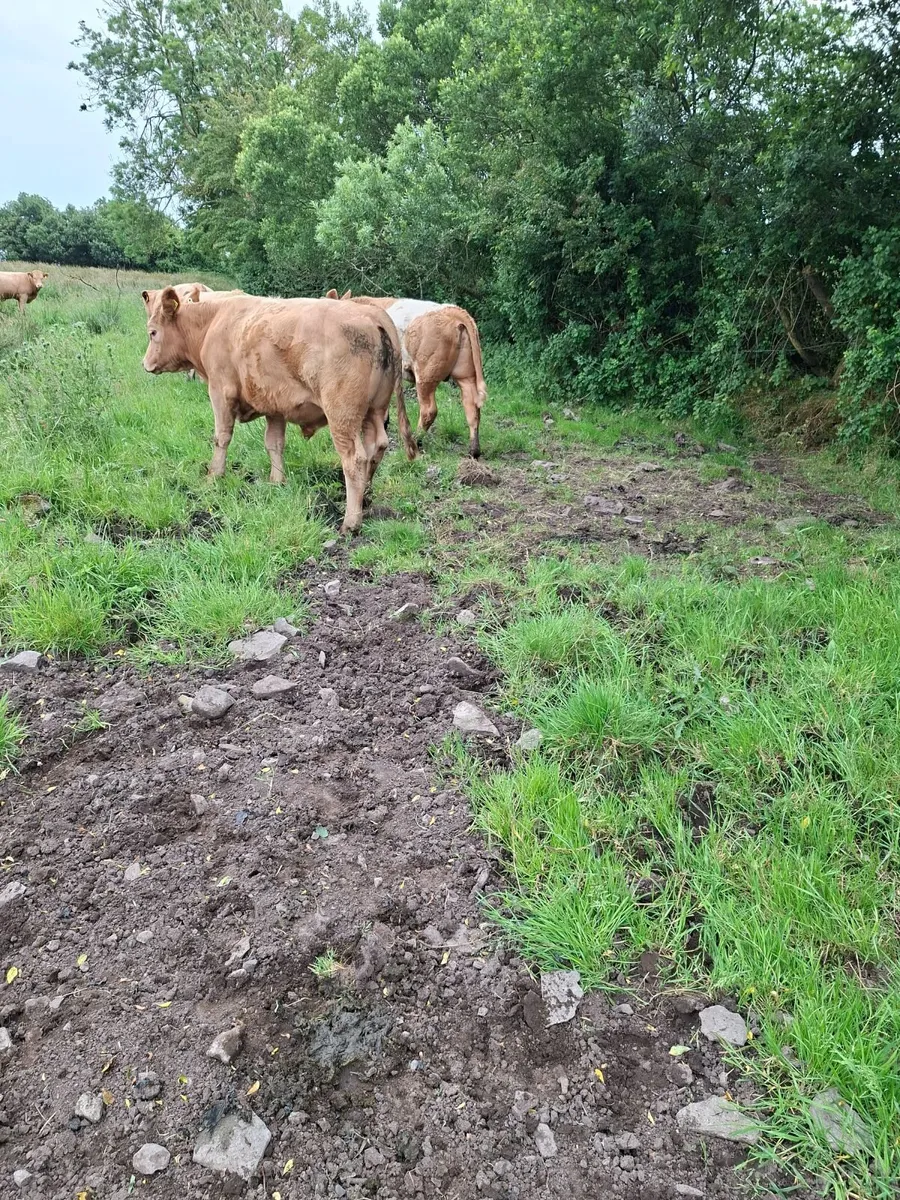 Charolais Bullocks - Image 2