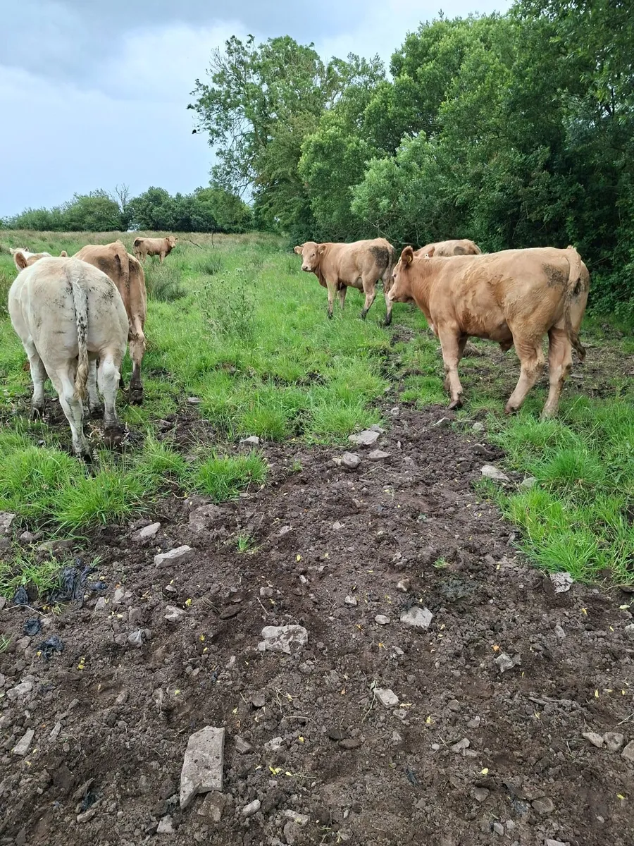 Charolais Bullocks - Image 3