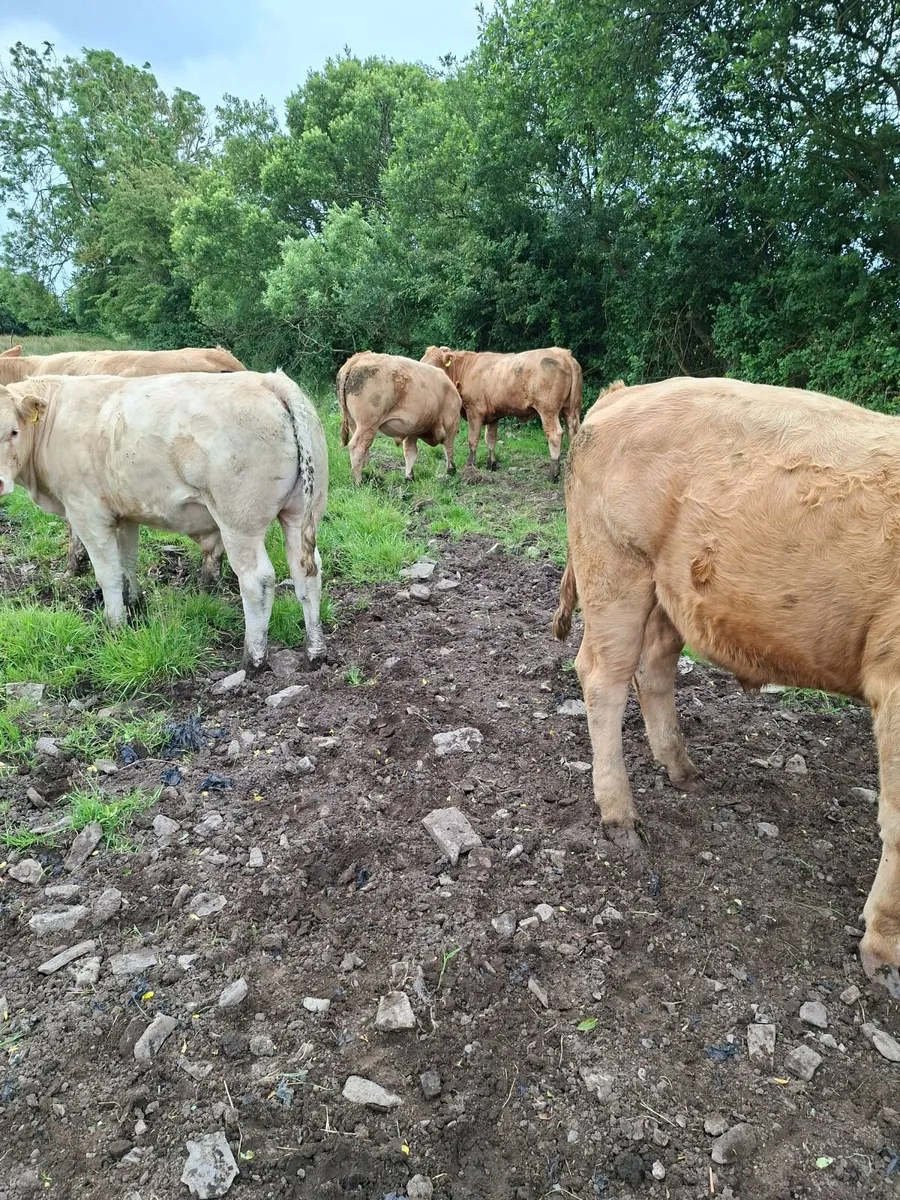 Charolais Bullocks - Image 4