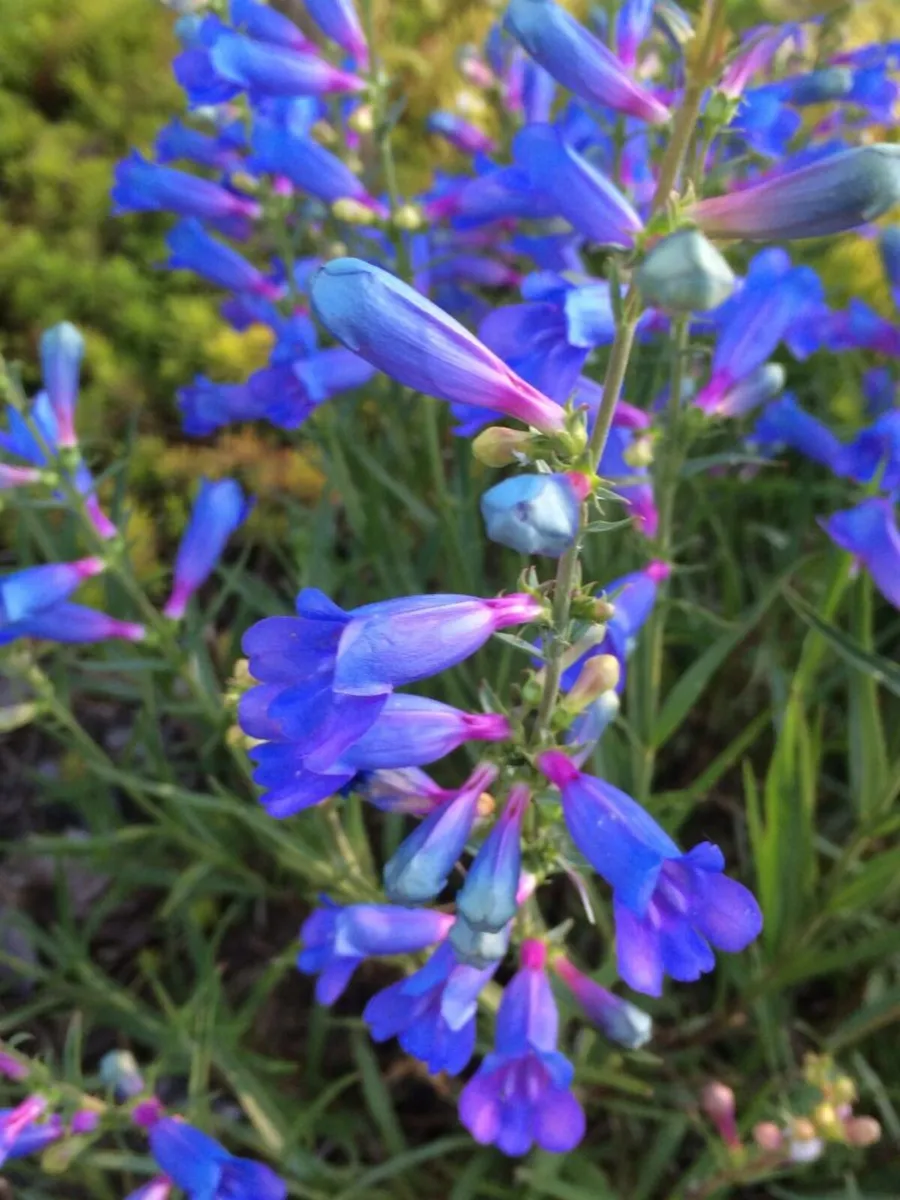 130 flowering shrubs/plants - Image 1