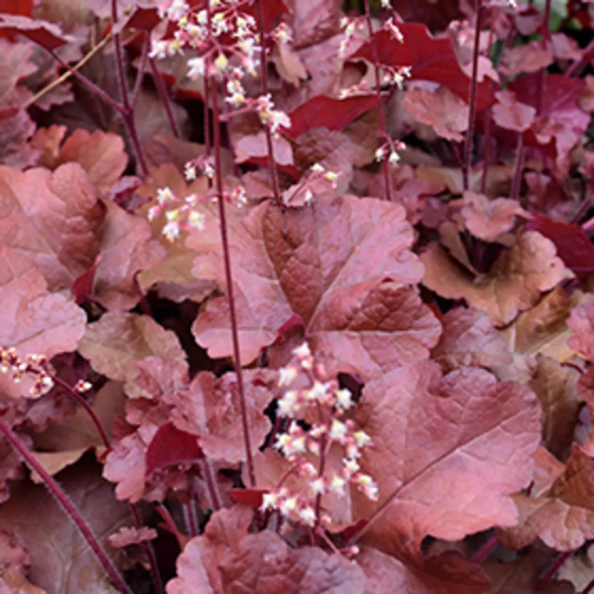 130 flowering shrubs/plants - Image 2