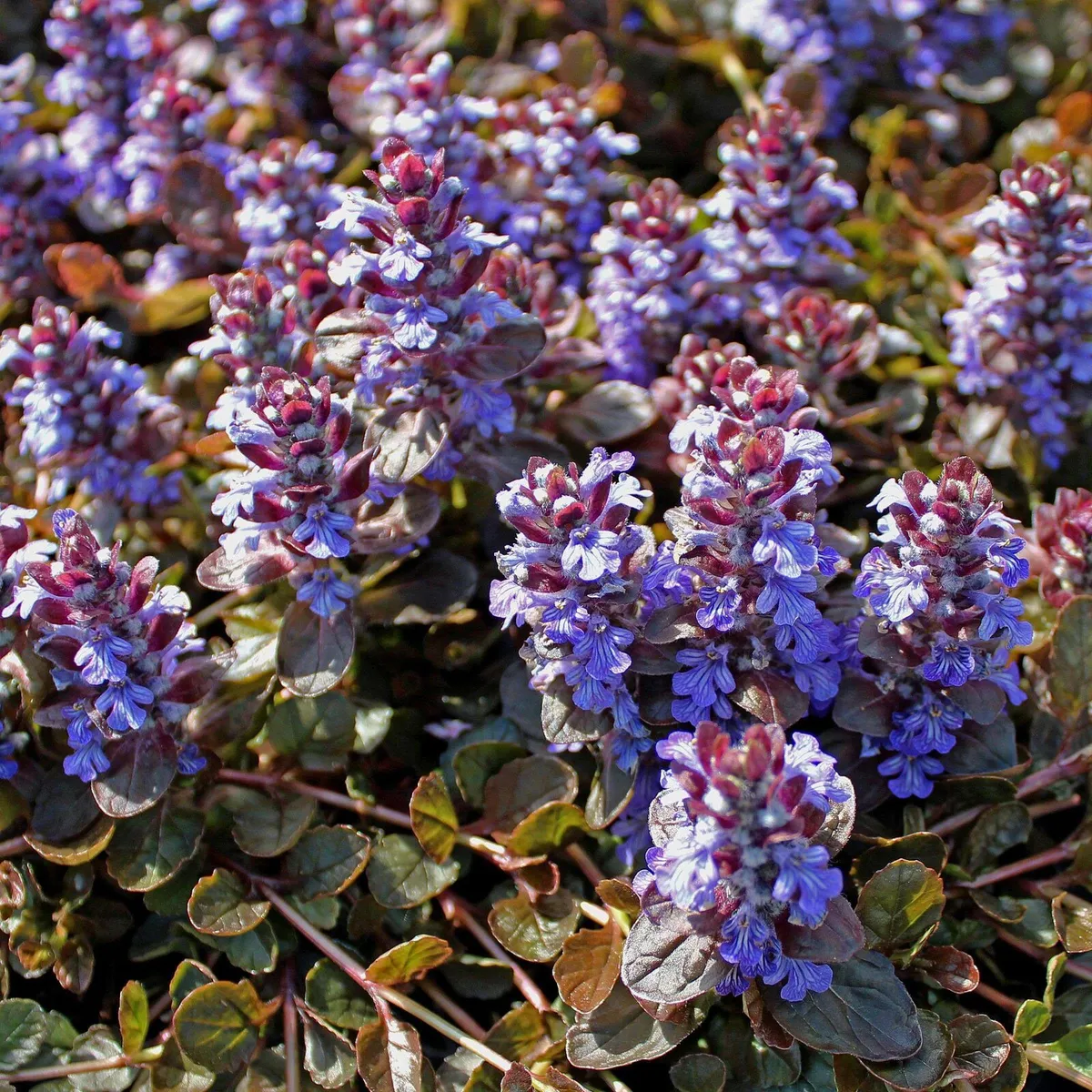 130 flowering shrubs/plants - Image 3