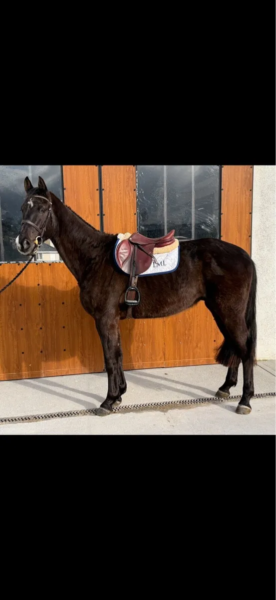 4 year old 17.1 black gelding - Image 2
