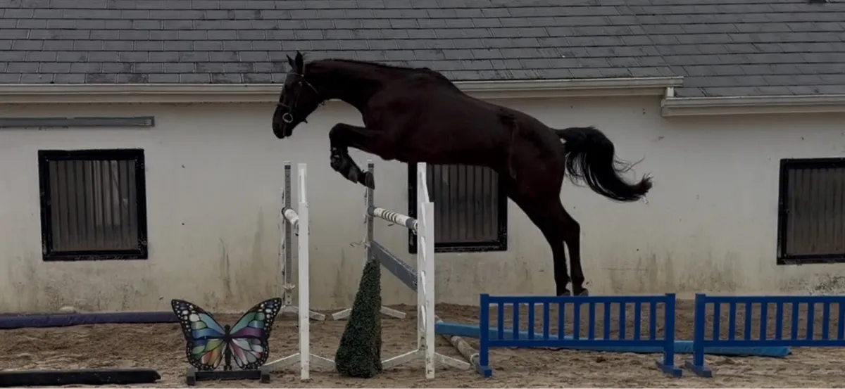 4 year old 17.1 black gelding - Image 1