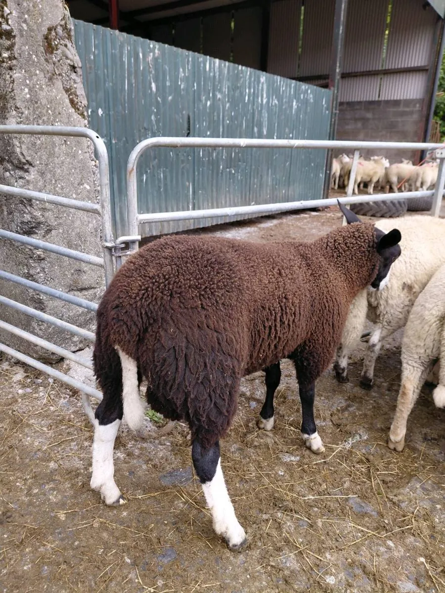 Zwartable Ram Lamb - Image 1