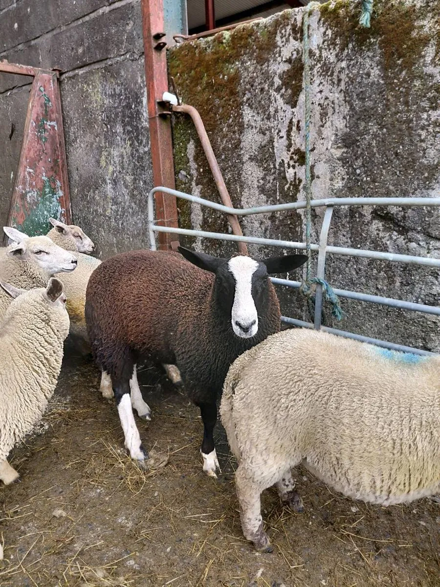 Zwartable Ram Lamb - Image 2