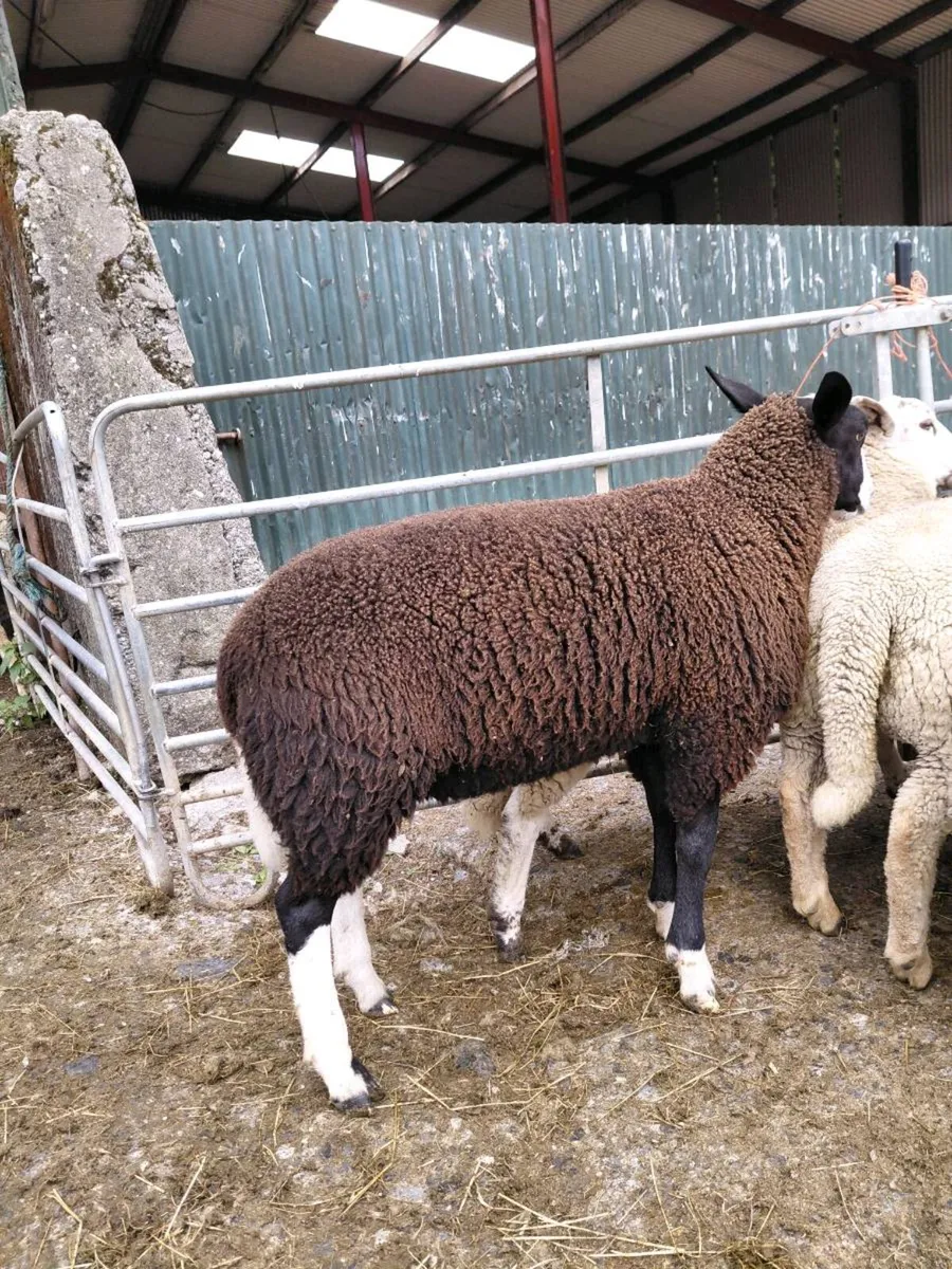 Zwartable Ram Lamb - Image 3