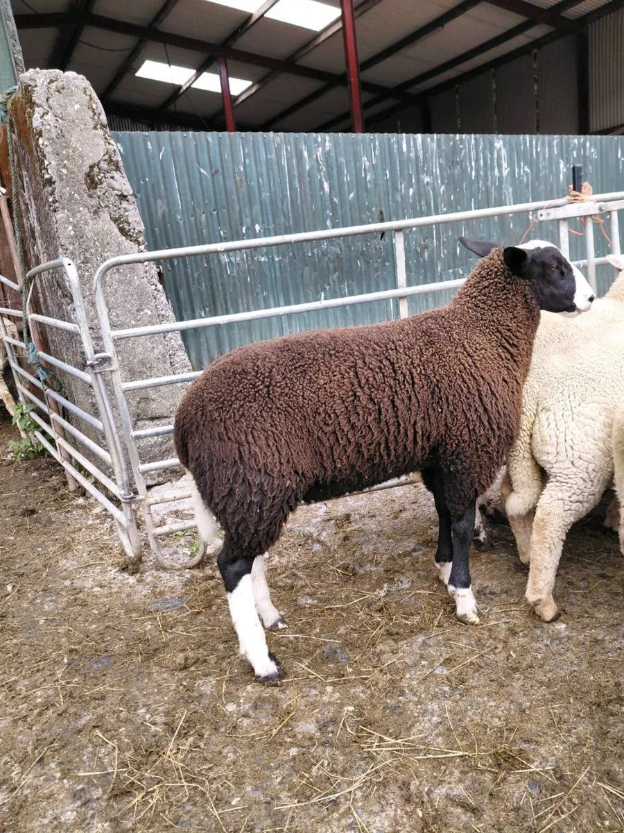 Zwartable Ram Lamb - Image 4