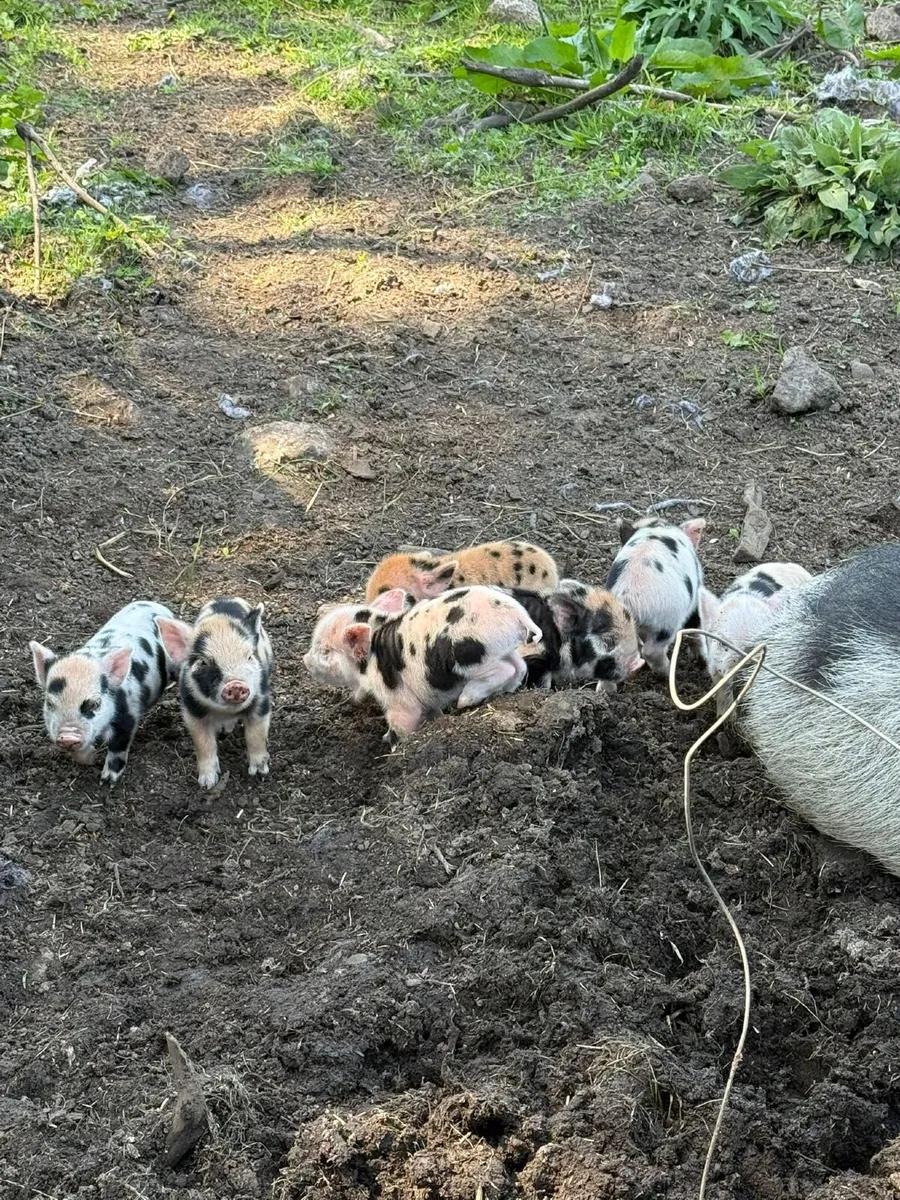 Purebred KuneKune Piglets - Image 2