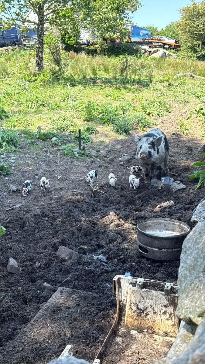 Purebred KuneKune Piglets - Image 3