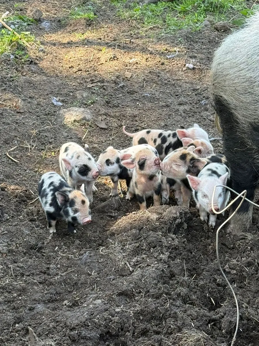 Purebred KuneKune Piglets - Image 1
