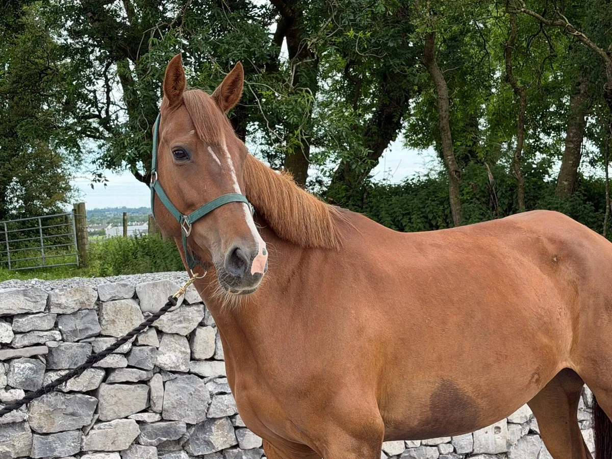 6 year old broodmare by Casall - Image 1
