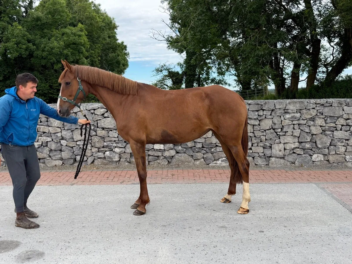 6 year old broodmare by Casall - Image 2