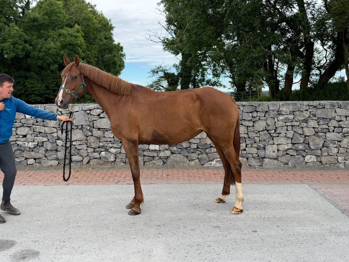 6 year old broodmare by Casall - Image 3