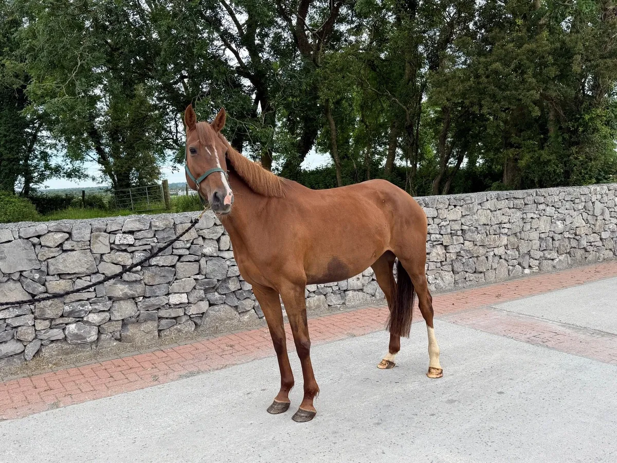 6 year old broodmare by Casall - Image 4
