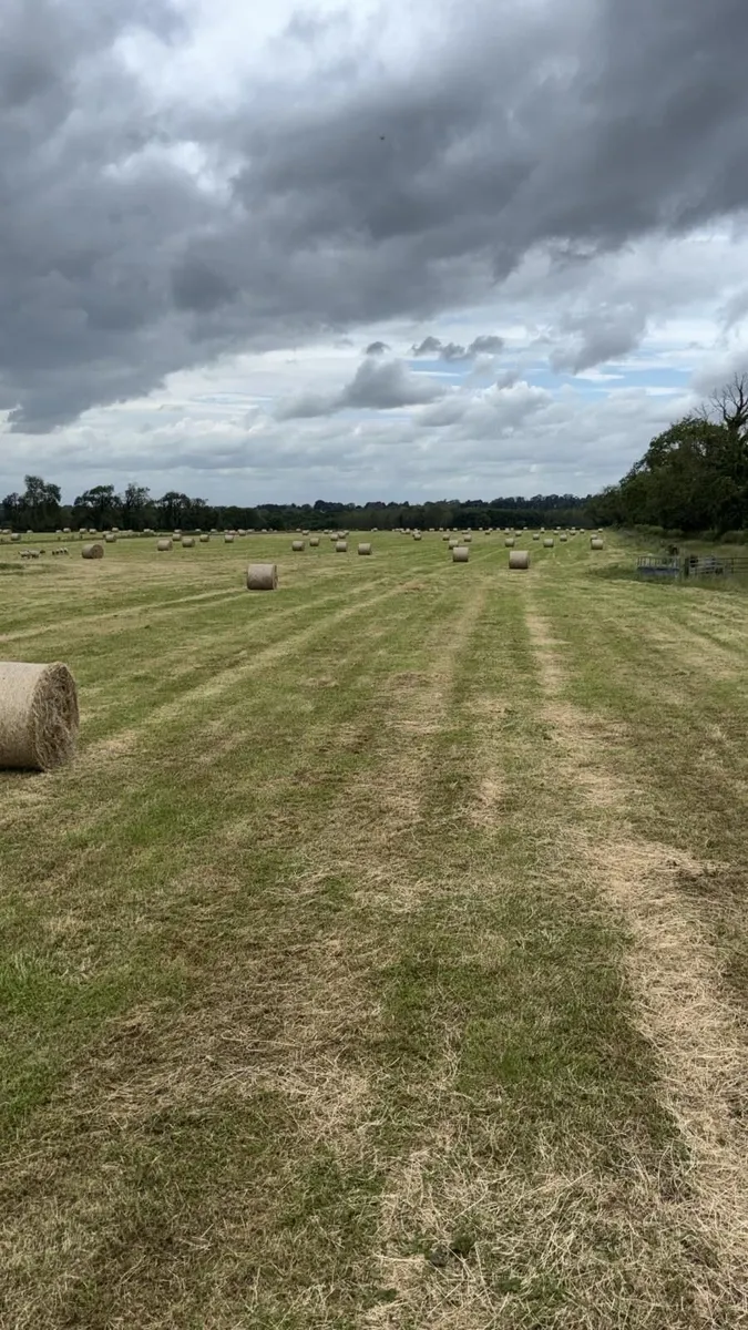 Organic Hay - Image 1
