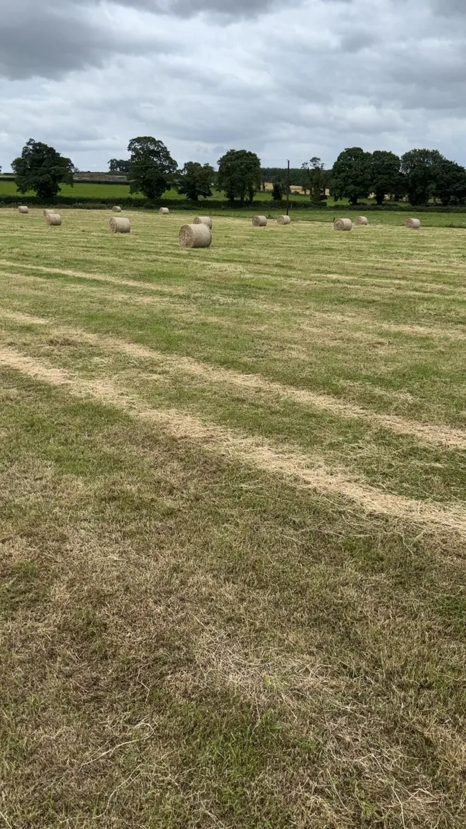 Organic Hay - Image 2