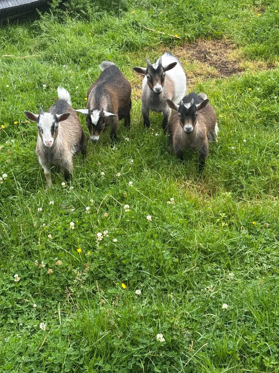 Pigmy goats - Image 1