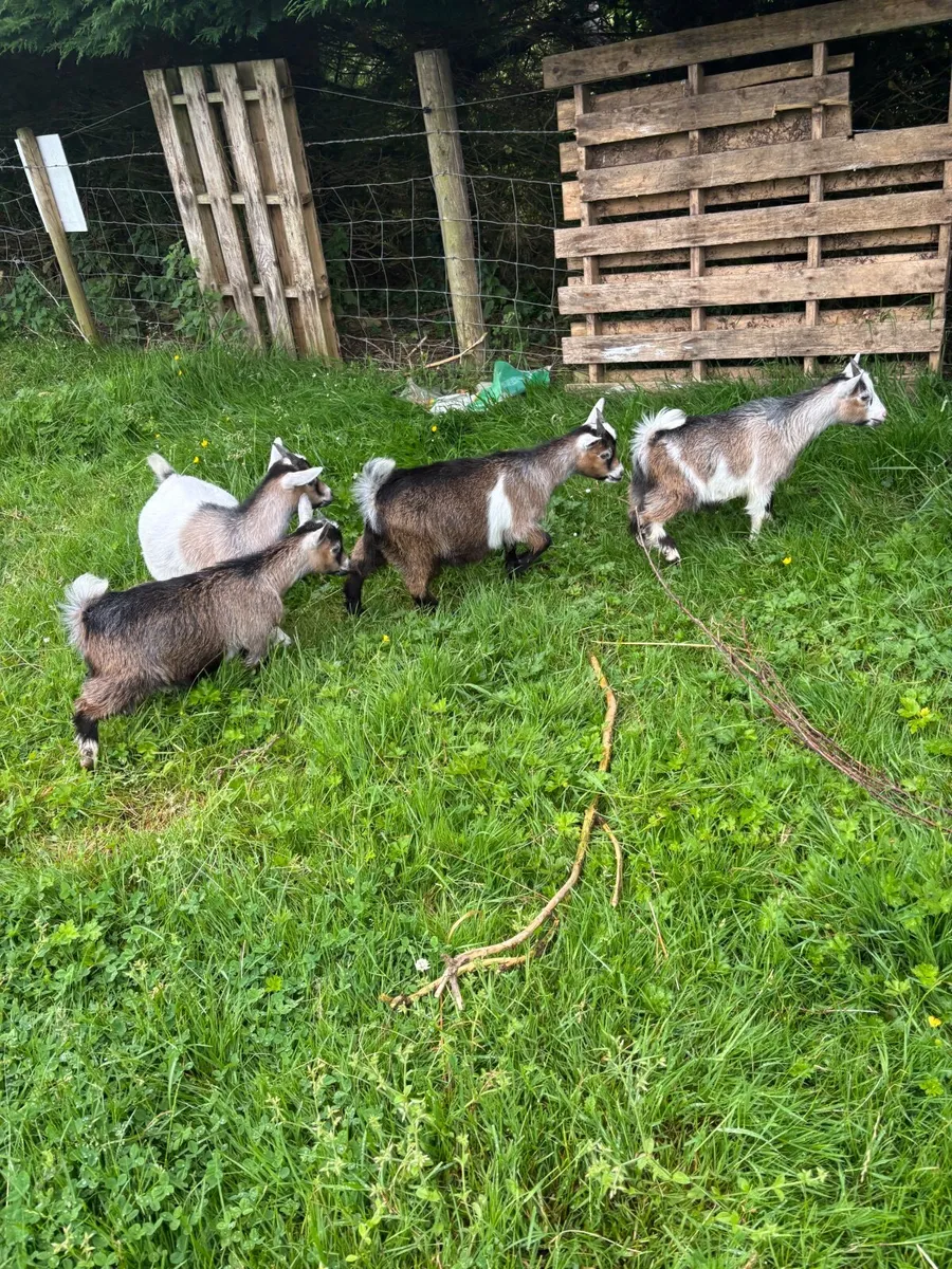 Pigmy goats - Image 2