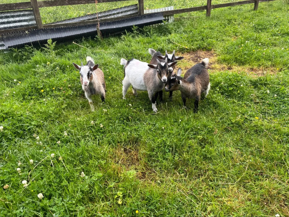 Pigmy goats - Image 3