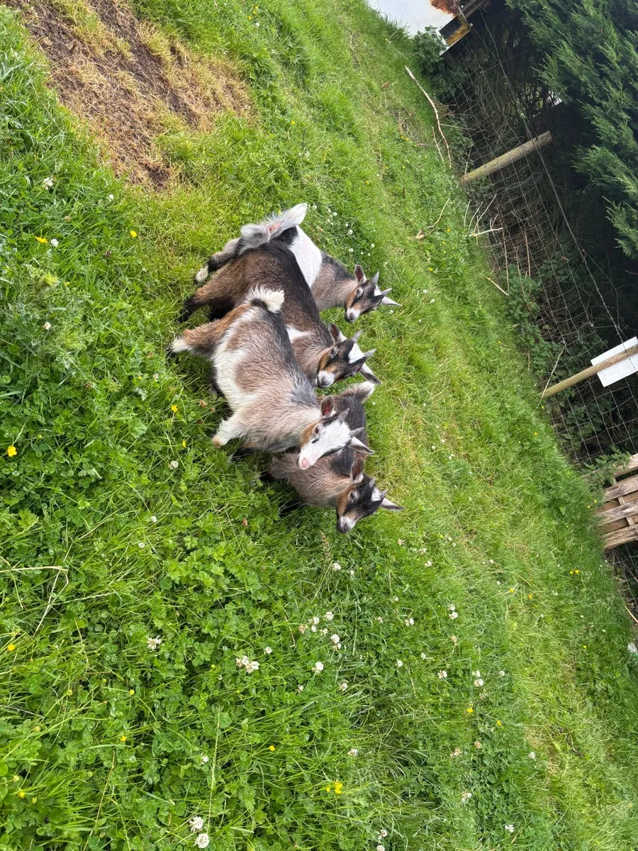 Pigmy goats - Image 4
