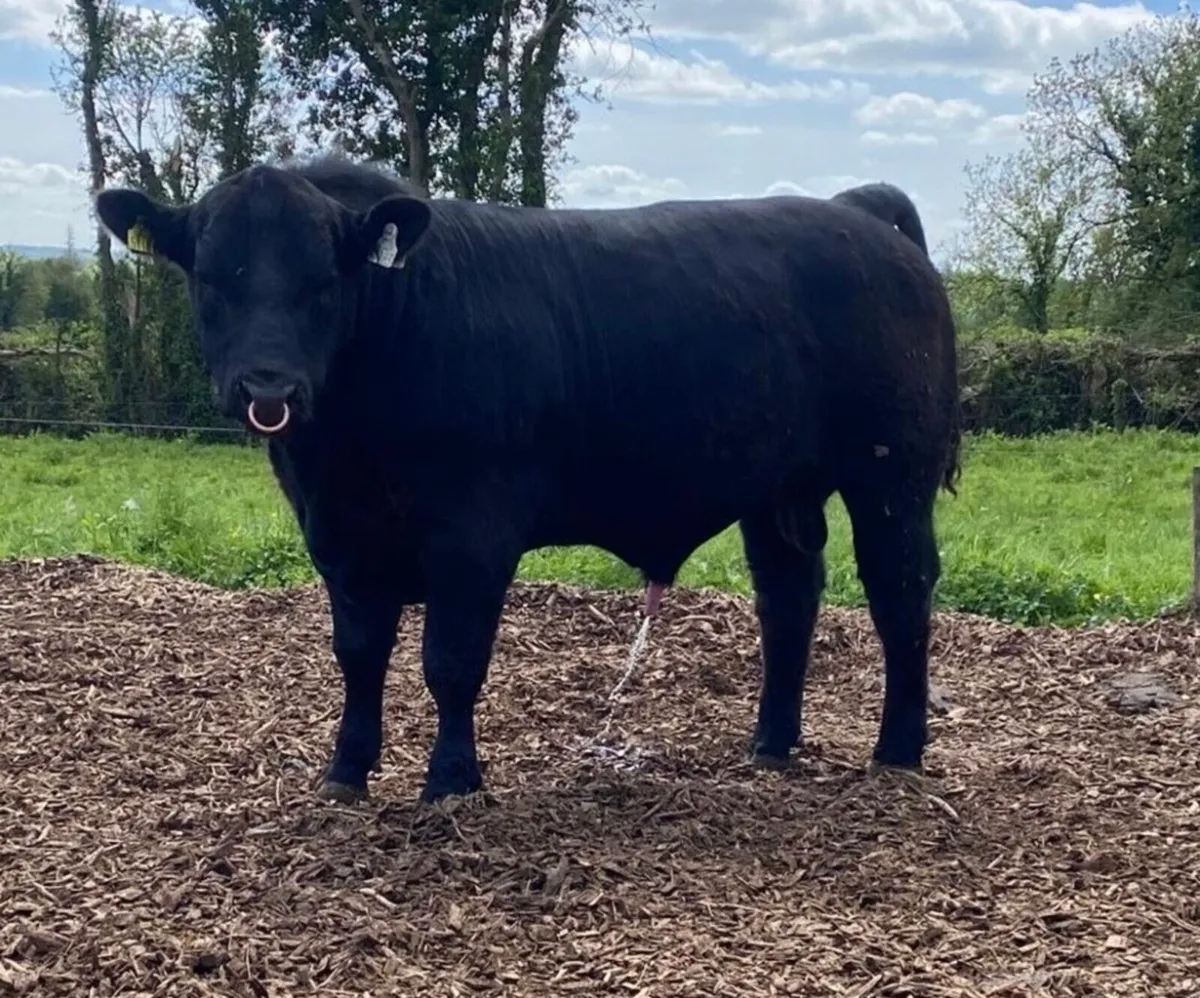 Angus Bulls - Image 1