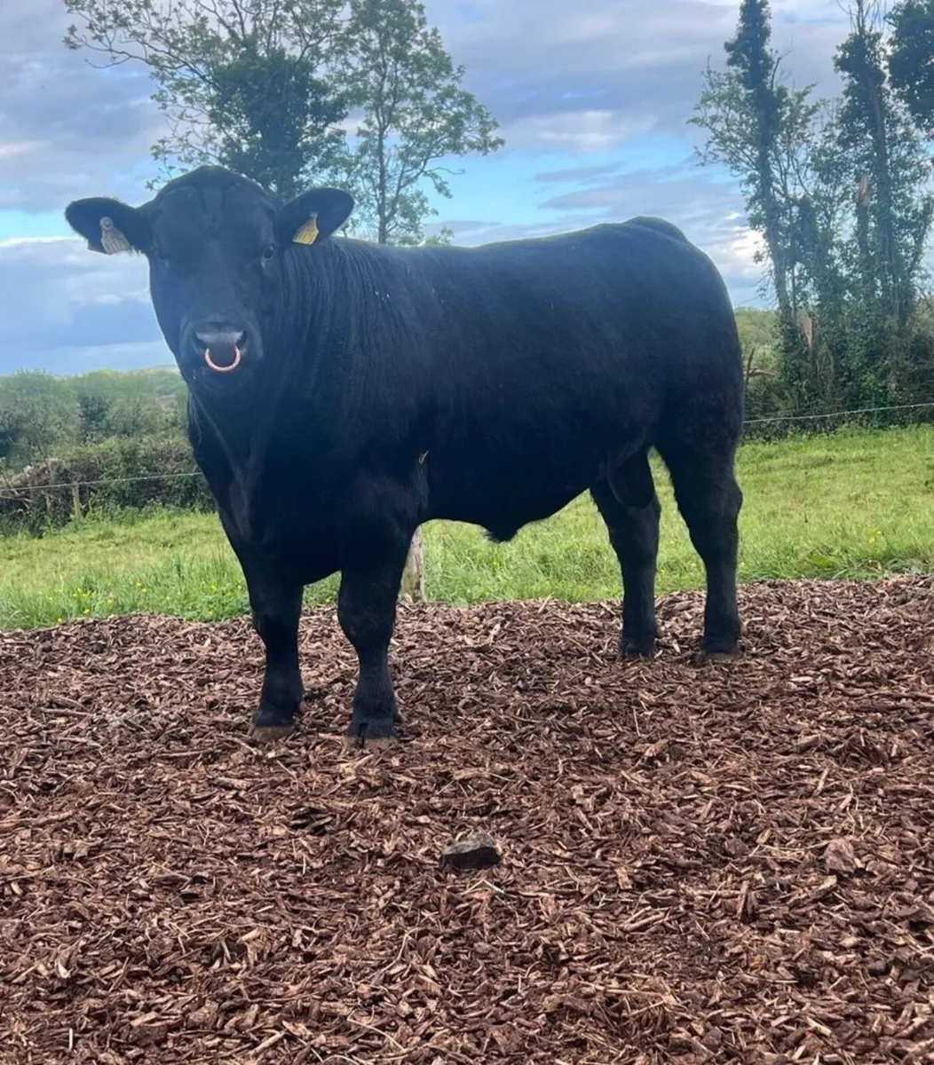 Angus Bulls - Image 2
