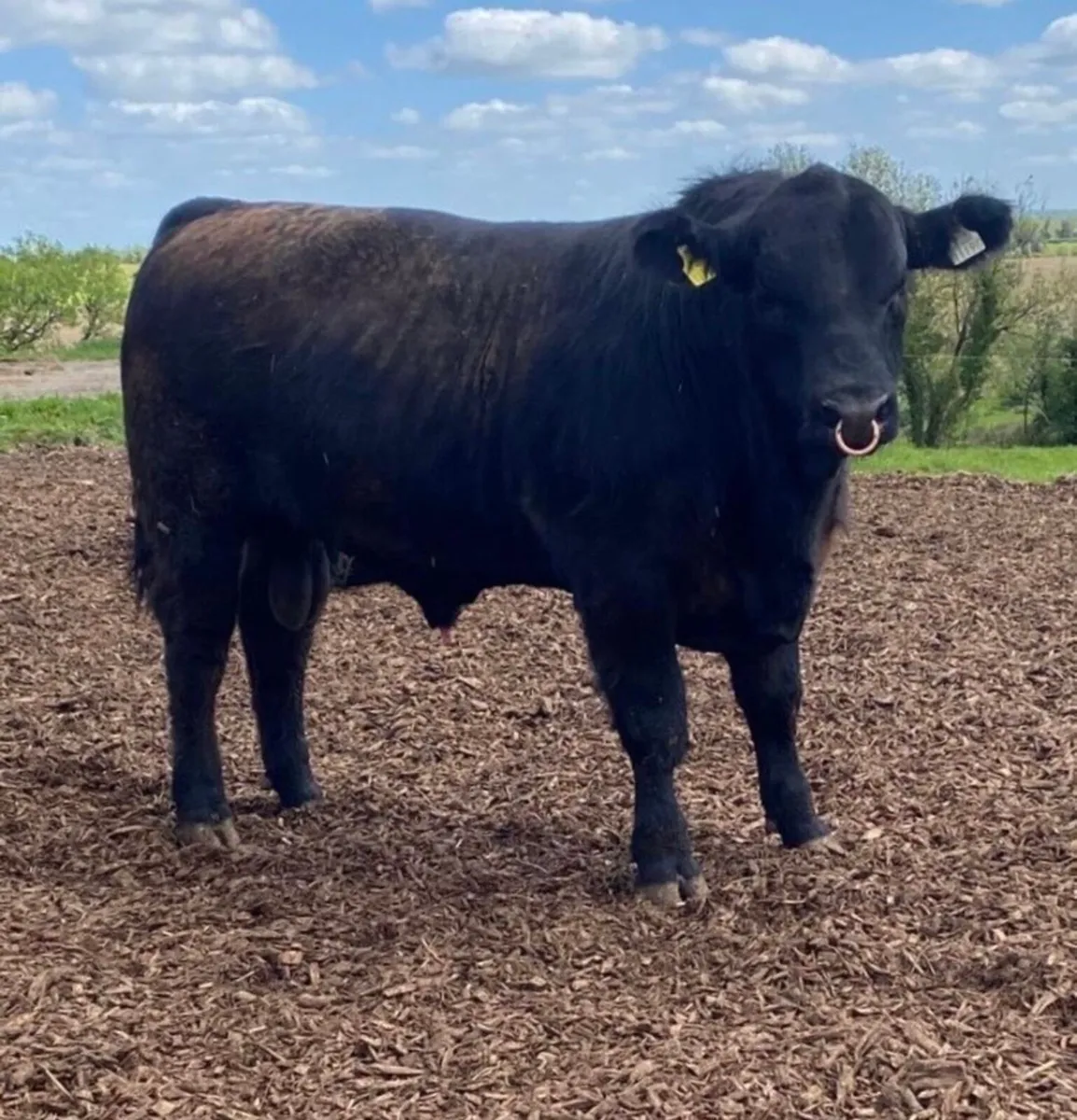 Angus Bulls - Image 3